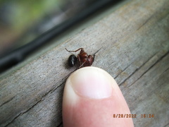 Camponotus floridanus