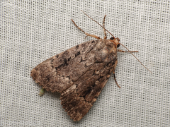 Amphipyra pyramidea
