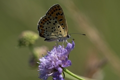 Lycaena tityrus