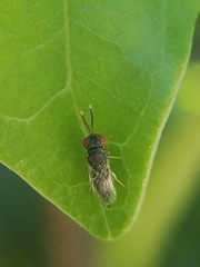 Pteromalidae