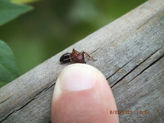 Camponotus floridanus