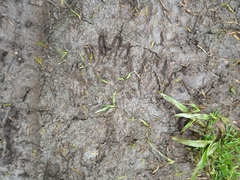 Procyon cancrivorus