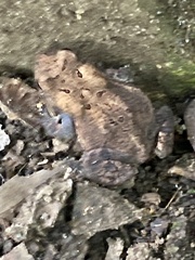 Anaxyrus americanus