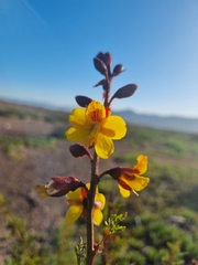 Erythrostemon angulatus