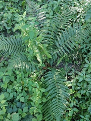 Dryopteris filix-mas