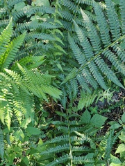 Dryopteris filix-mas