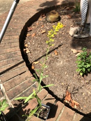 Solidago