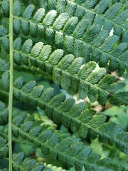 Dryopteris filix-mas
