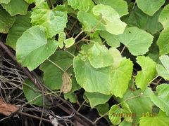 Vitis cinerea