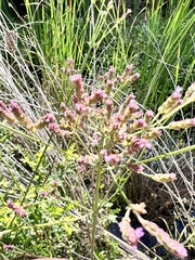 Verbena litoralis