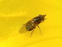 Rhingia nasica