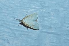 Udea lutealis
