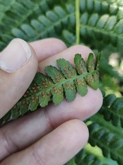 Dryopteris filix-mas