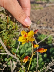 Erythrostemon angulatus