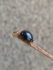 Chrysolina coerulans
