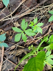 Hydrophyllum virginianum
