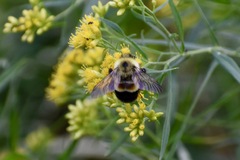 Bombus affinis
