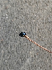 Chrysolina coerulans