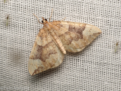 Eulithis populata
