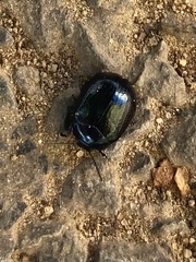 Chrysolina coerulans