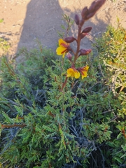 Erythrostemon angulatus