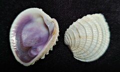 Chione elevata