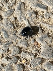 Chrysolina coerulans