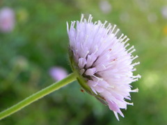 Knautia