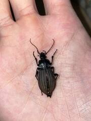Carabus careniger