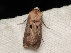 Agrotis exclamationis