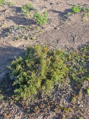 Erythrostemon angulatus