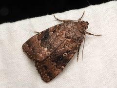 Amphipyra pyramidea