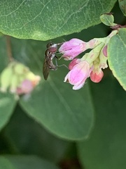 Platycheirus trichopus