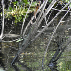 Trichechus manatus latirostris