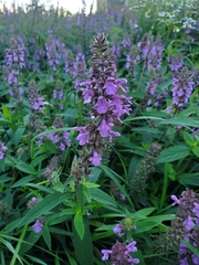 Stachys palustris