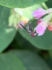 Platycheirus trichopus