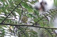Poecilotriccus ruficeps