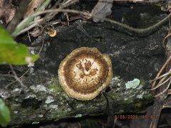 Lentinus crinitus