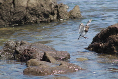Arenaria melanocephala