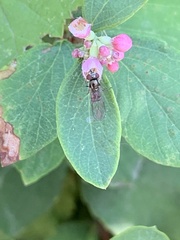Platycheirus trichopus