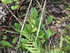 Salvia lyrata