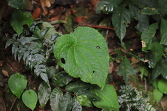 Cincinnobotrys speciosus