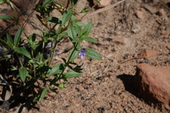 Trichostema brachiatum