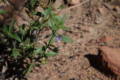 Trichostema brachiatum