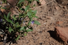 Trichostema brachiatum