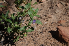 Trichostema brachiatum