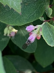 Platycheirus trichopus