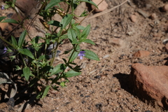 Trichostema brachiatum