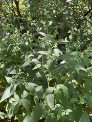 Scrophularia marilandica