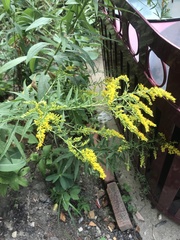 Solidago